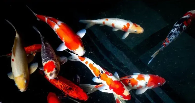 Colorful koi fish swimming in dark water.