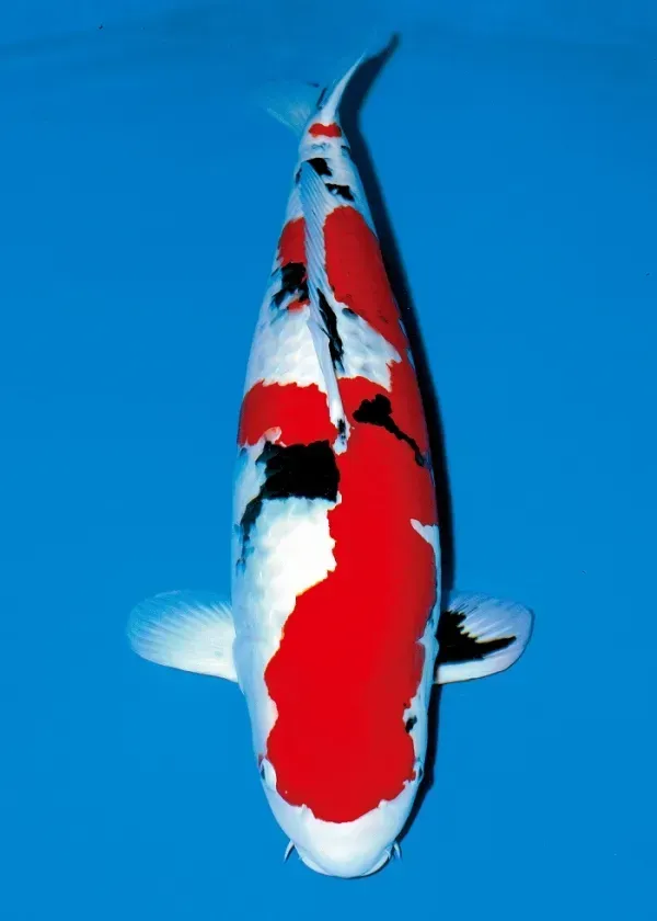 Koi fish with white body, red and black markings, against a blue background.