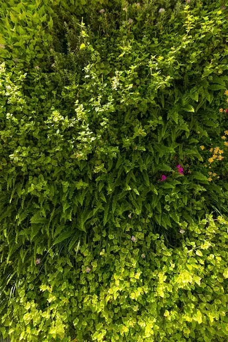 Green wall of dense foliage, small flowers.