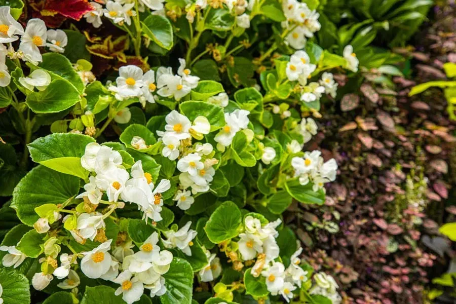 White flowers with yellow centers and round green leaves, in a garden.