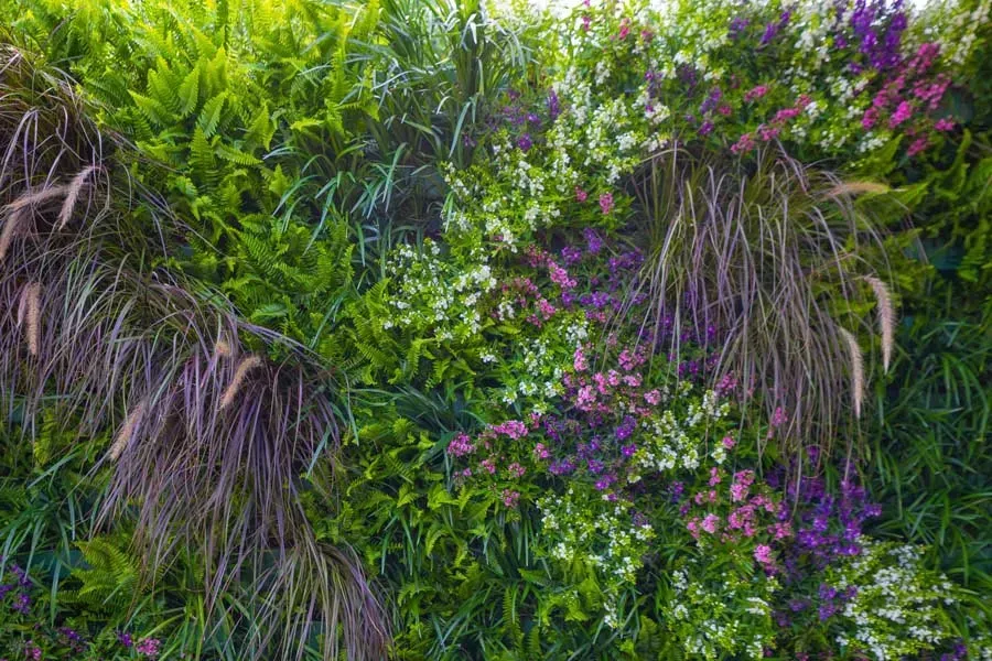 Living wall of lush greenery, including flowering plants in white, pink, and purple.