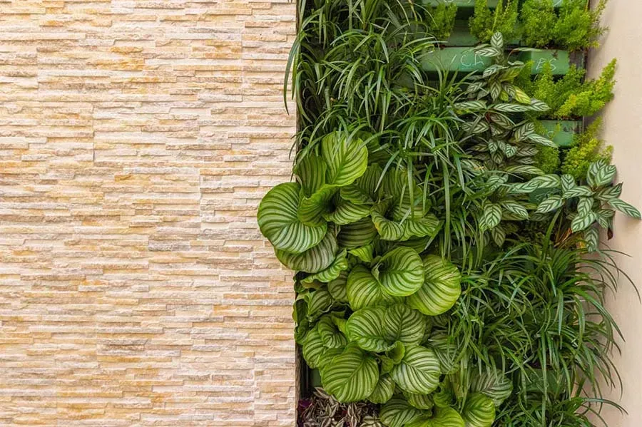 Vertical garden with lush green plants next to a light-colored, textured stone wall.