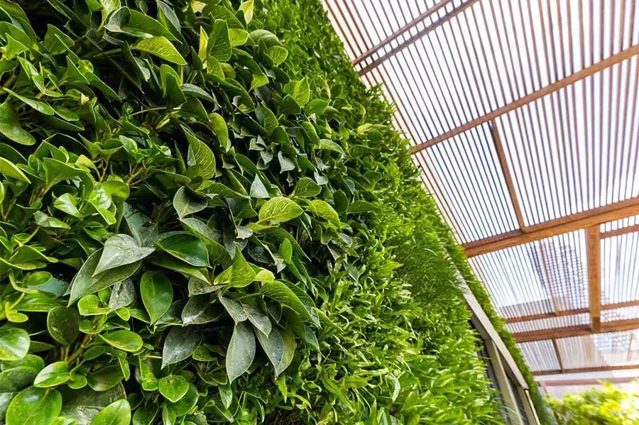 Green living wall with leafy vines, under a wooden slatted roof.