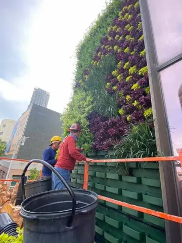 Workers tending a vibrant green wall with purple and yellow plants, using buckets.