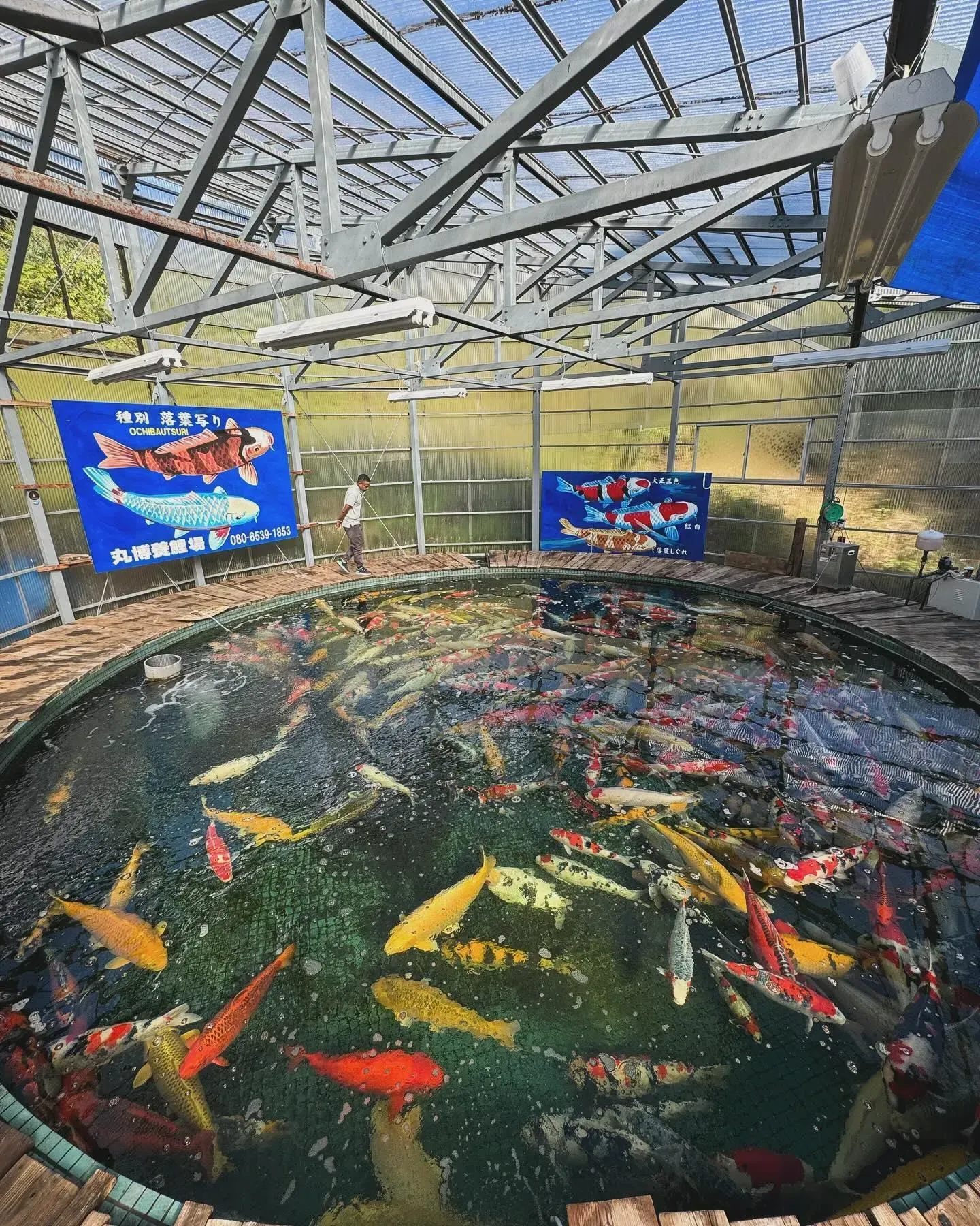 Large pond filled with colorful koi fish, under a metal-framed roof. Person stands near signs.