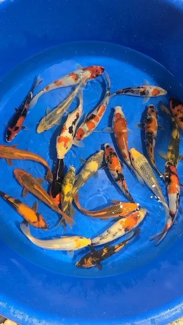 Colorful koi fish swimming in a blue plastic tub.
