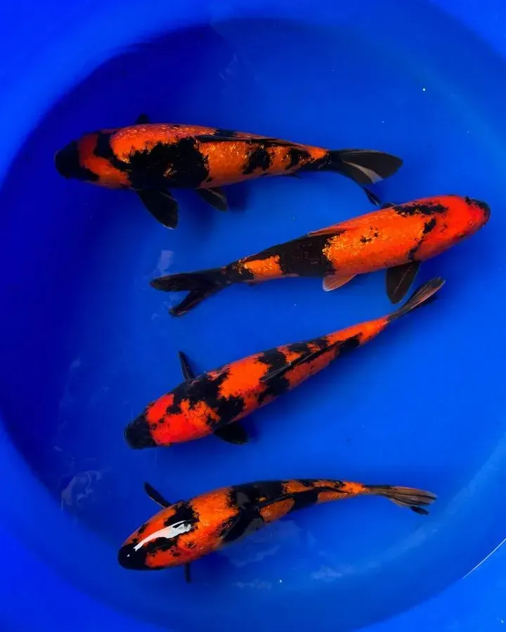 Four orange and black koi fish in a blue container.