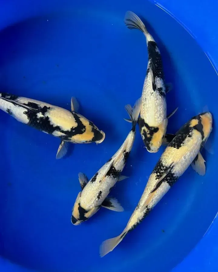 Four koi fish with black, white, and yellow patterns in a blue basin.