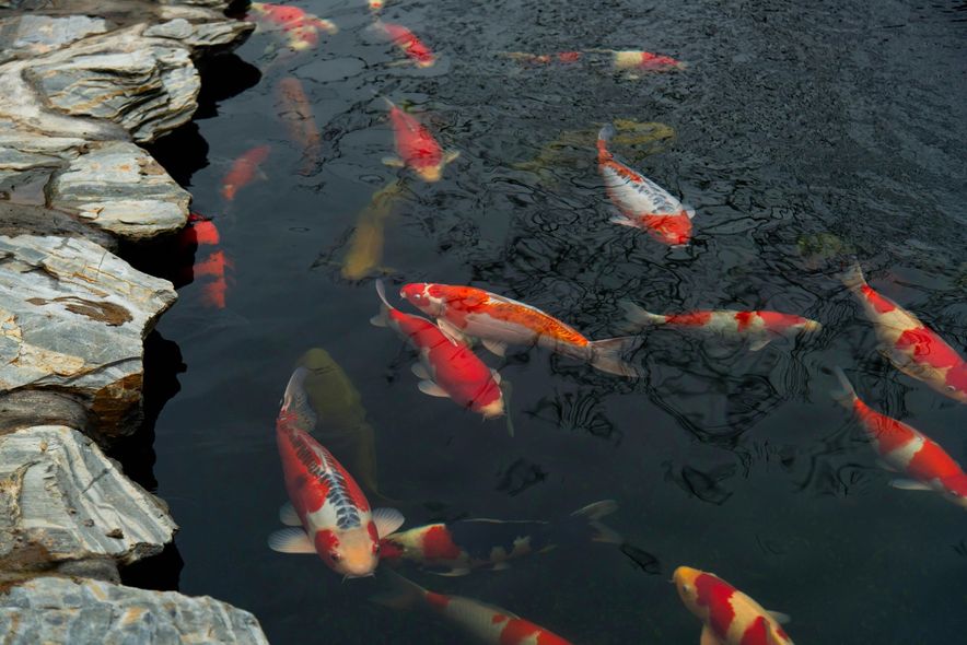 Koi fish swimming in a dark pond, some with red and white patterns, near a stone border.