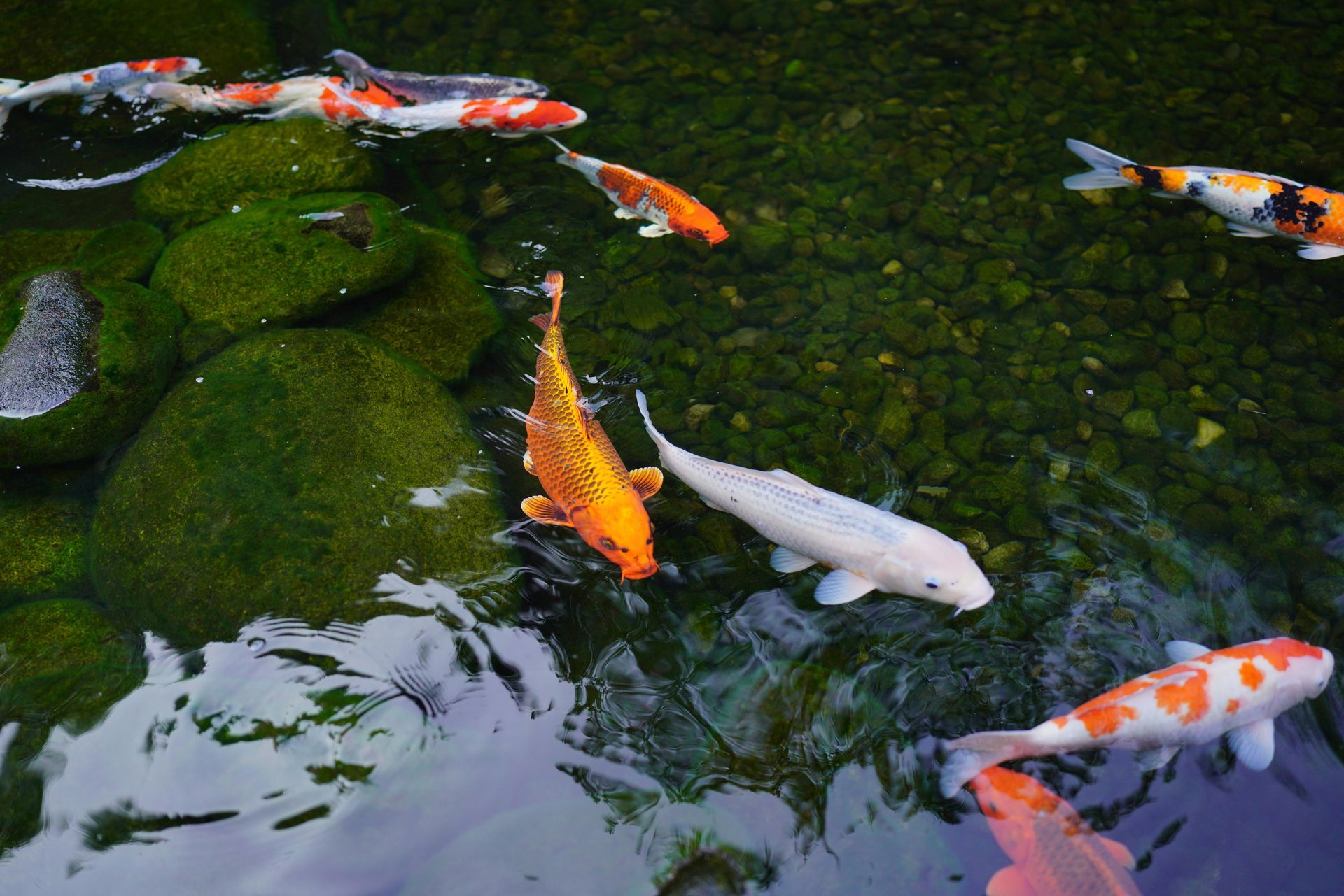 Koi fish of various colors swim in a pond with green moss-covered rocks.