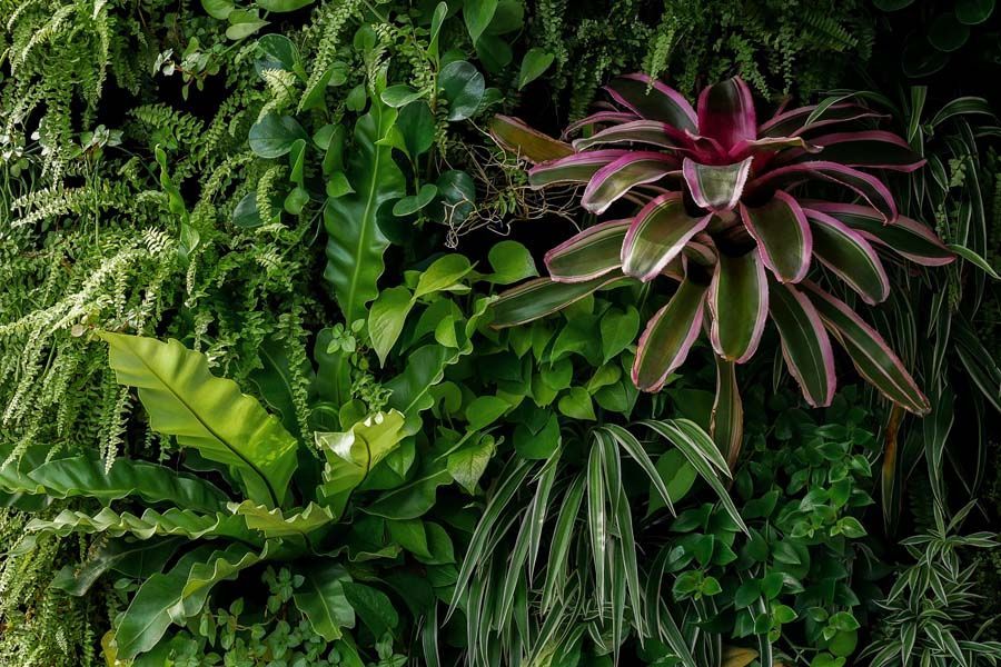 Green vertical garden with diverse foliage, including ferns and a bromeliad with pink-edged leaves.