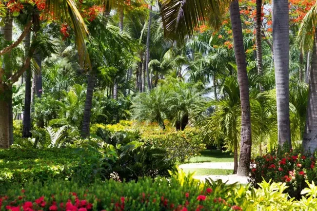 Lush tropical garden with palm trees, bright green foliage, and red flowers.