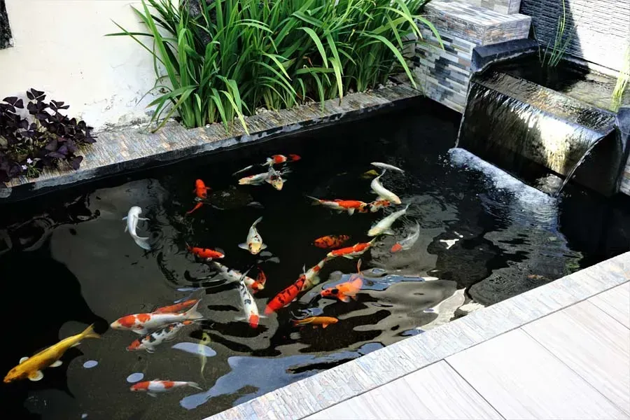Koi fish swimming in a dark-bottomed pond with a small waterfall, surrounded by stonework and plants.