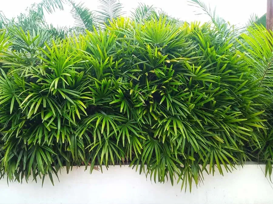 Green, dense hedge of fan-like leaves over a white wall.