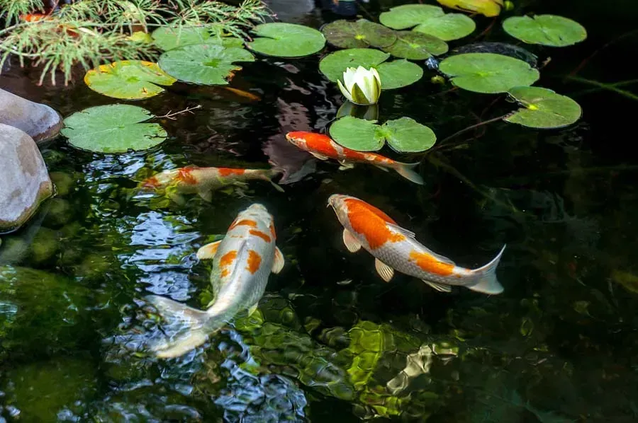 Koi fish swimming in a pond with lily pads and a white water lily.