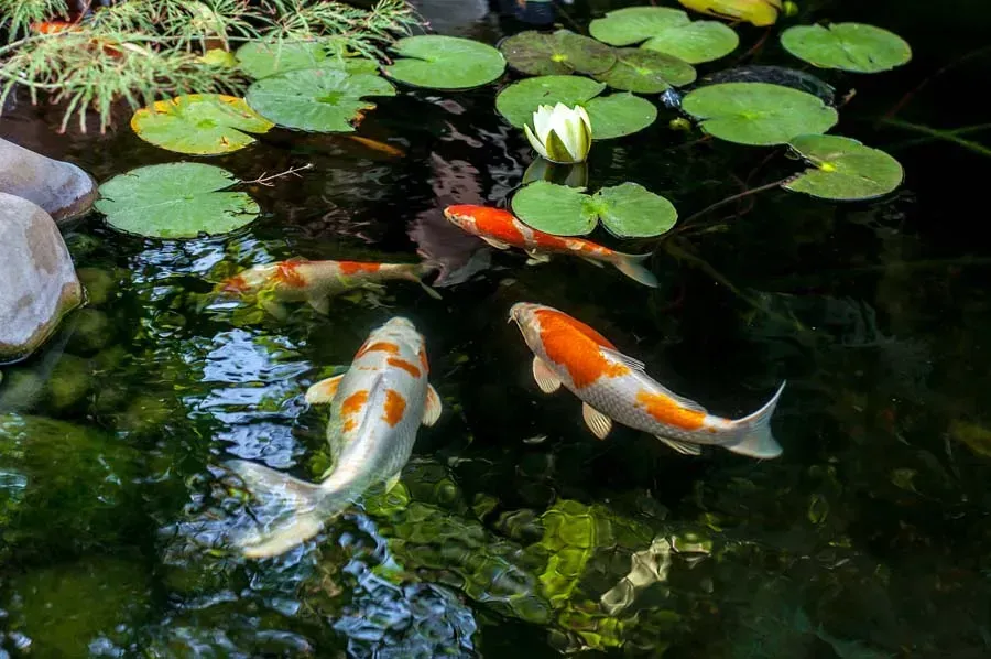 Koi fish swimming in a pond with lily pads and a white water lily.