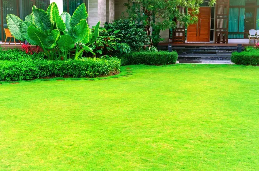 Lush green lawn with manicured bushes and tropical plants in front of a house.