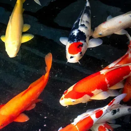 Koi fish of various colors swim in dark water.