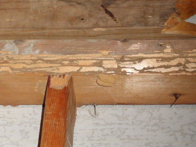Business Inspection — Termite Damage in Richland, MS