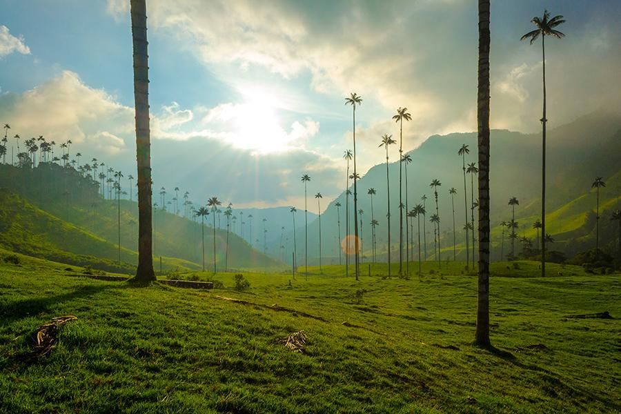 Valle verde bañado por el sol con altas palmeras y montañas brumosas al amanecer.