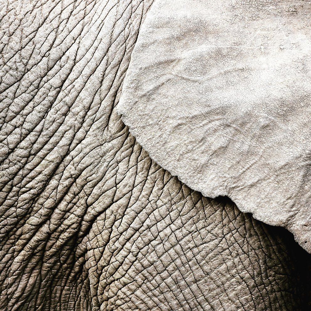 Elephant skin, South Africa