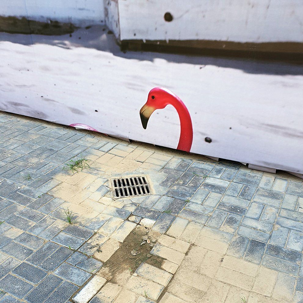 Pink flamingo, New Delhi, India