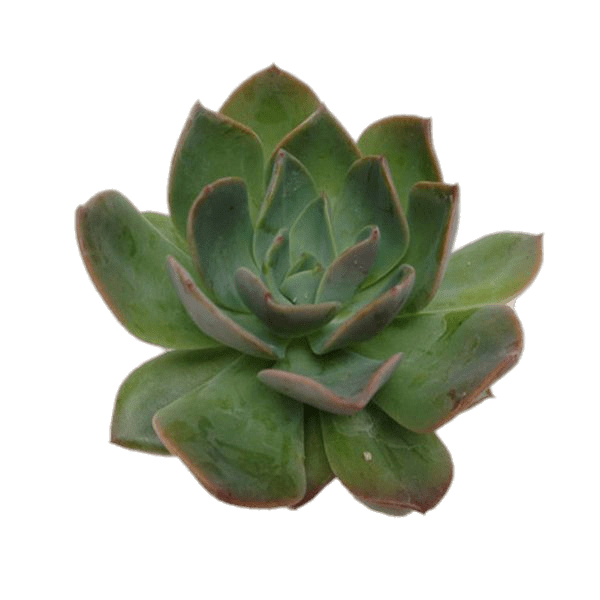 Succulent Plant 2 — Jody Agard