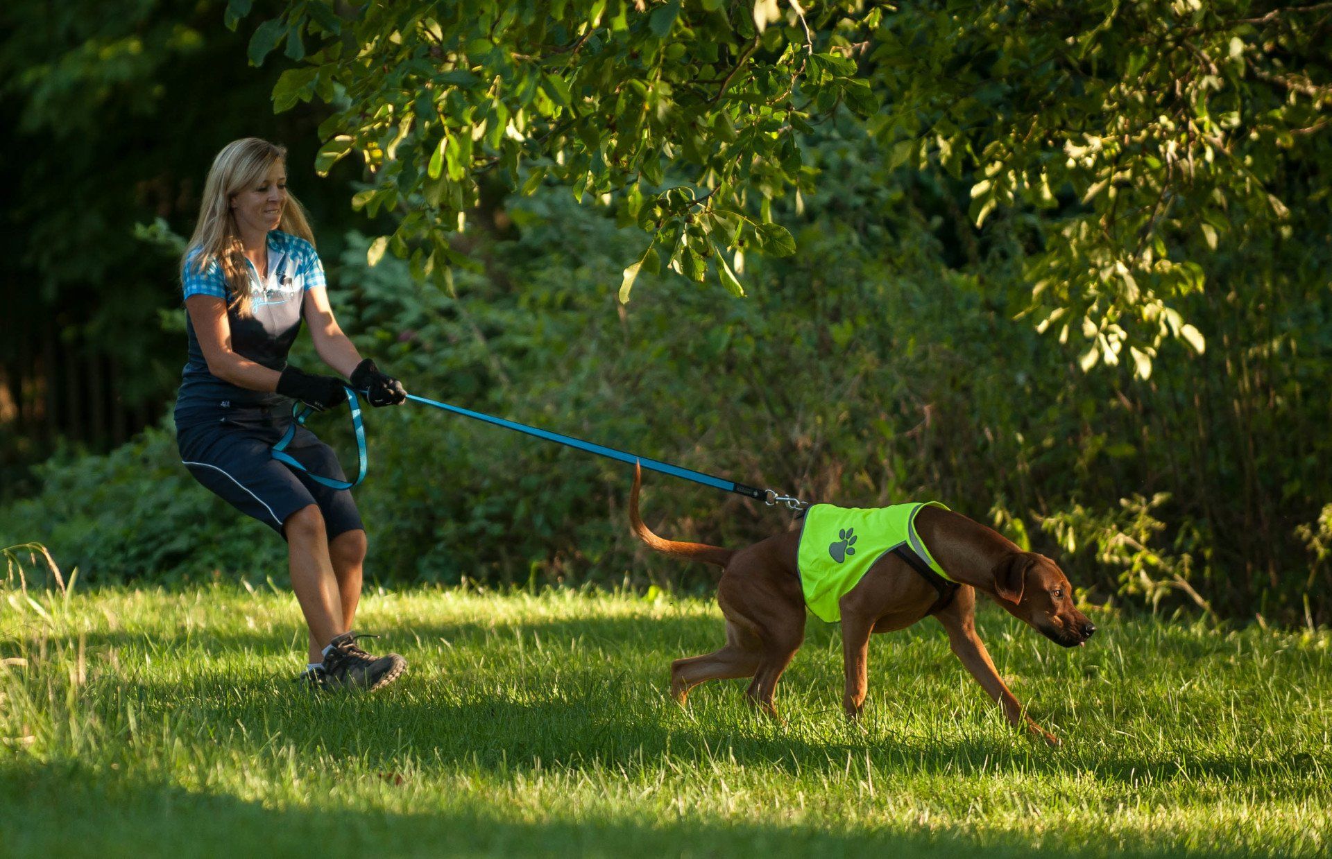 Mantrailing, Hund mit Mensch