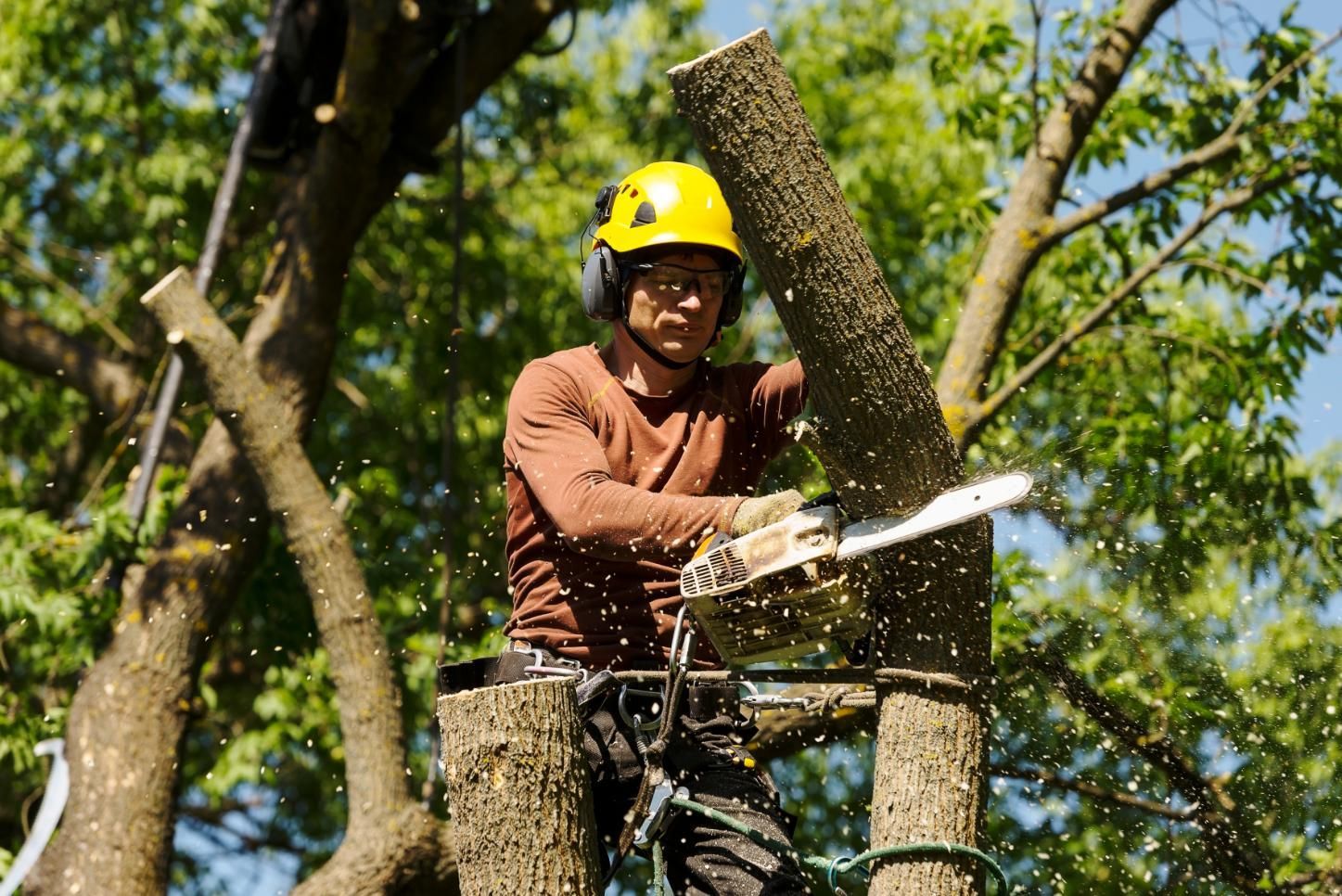 Arborist in a tree, cutting a branch with a chainsaw, wearing safety gear; sawdust in the air.