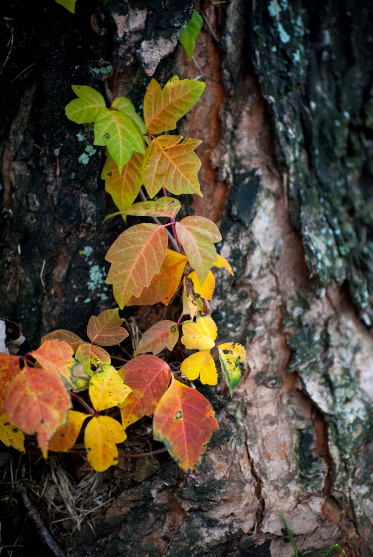 Colorful leaves of poison ivy climb a tree trunk, autumn colors present.
