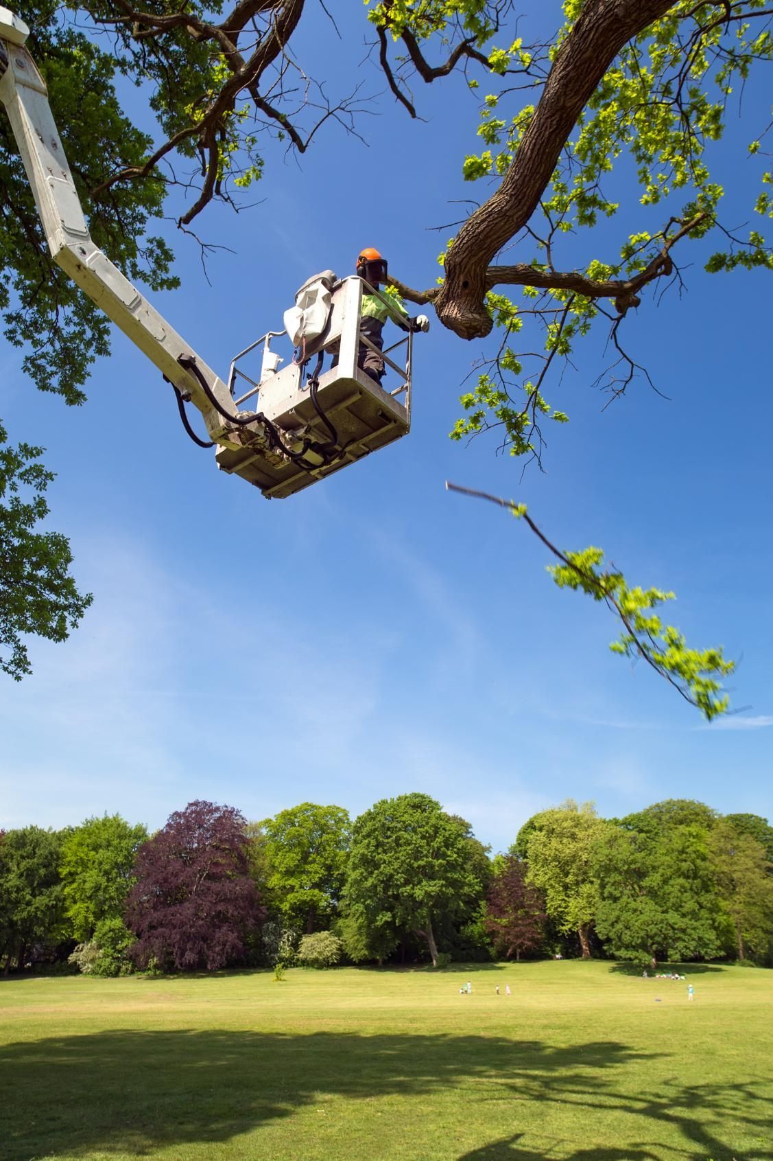 Person in cherry picker trimming a tree branch in a park with a blue sky.