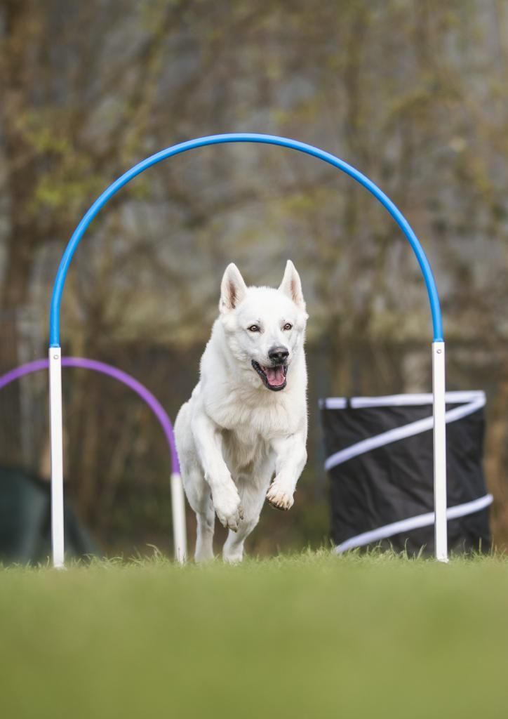 Jimmy, weißer Schäferhund, rennt durch Hoop