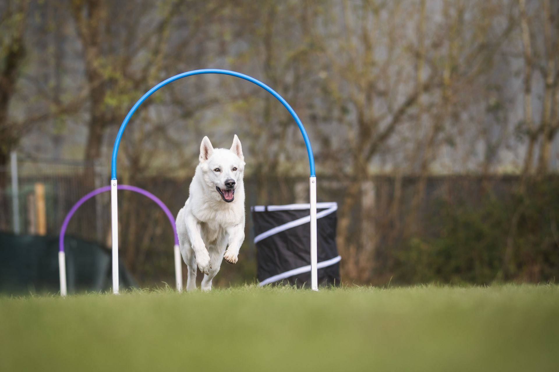 Jimmy, weißer Schäferhund, rennt durch Hoop