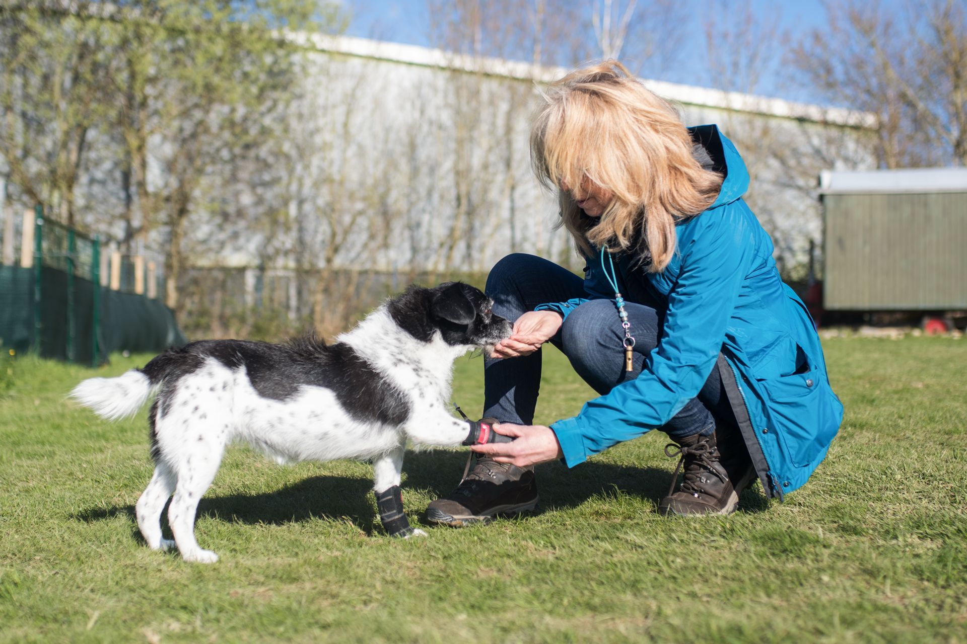Frau mit ihrem Hund im Hoopers Parcours, Hund rennt durch einen Hoop