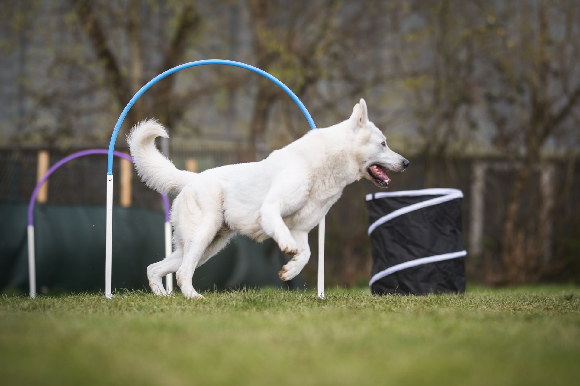 Jimmy, weißer Schäferhund, rennt durch Hoop