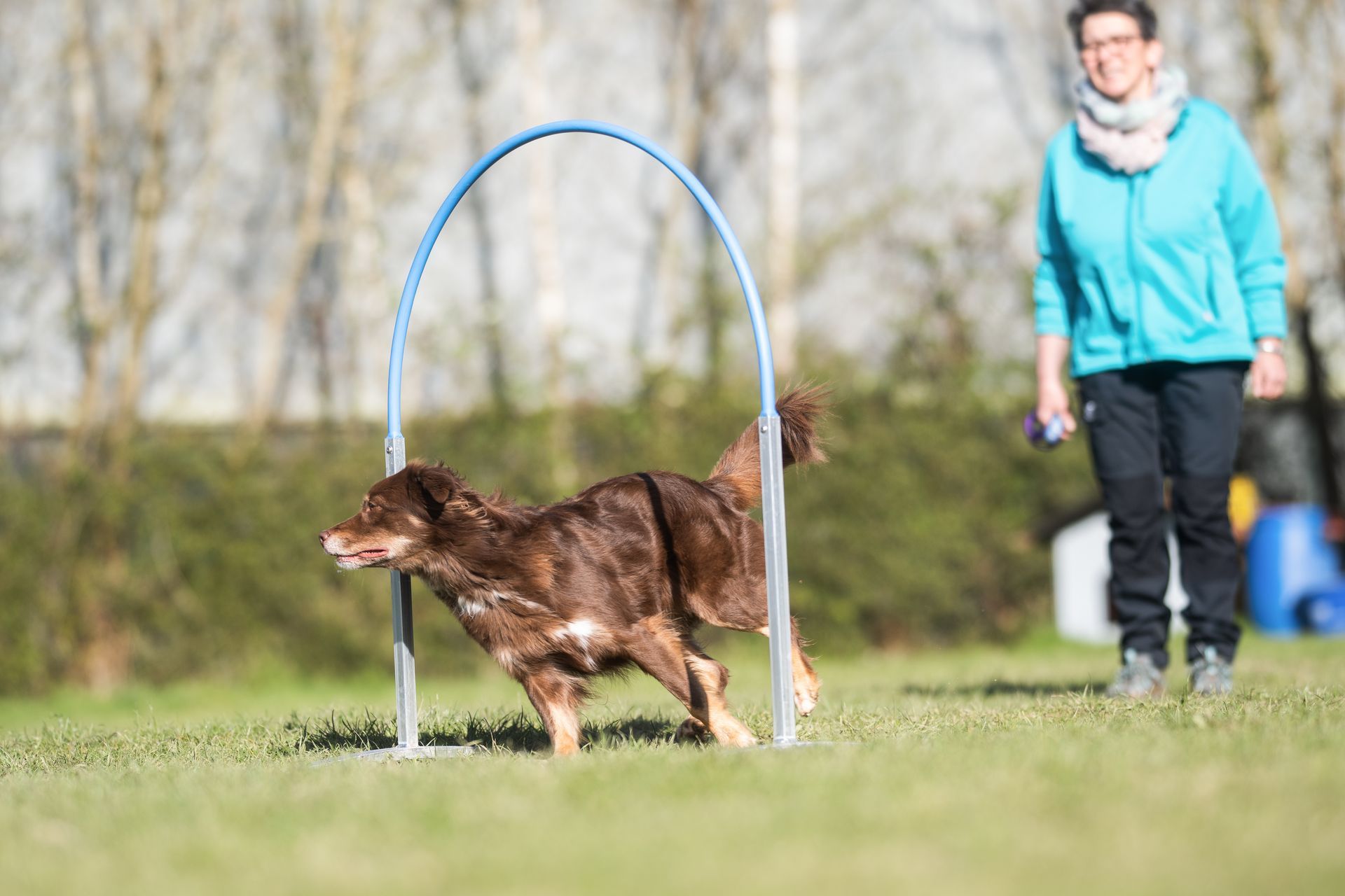 Frau mit ihrem Hund im Hoopers Parcours, Hund rennt durch einen Hoop