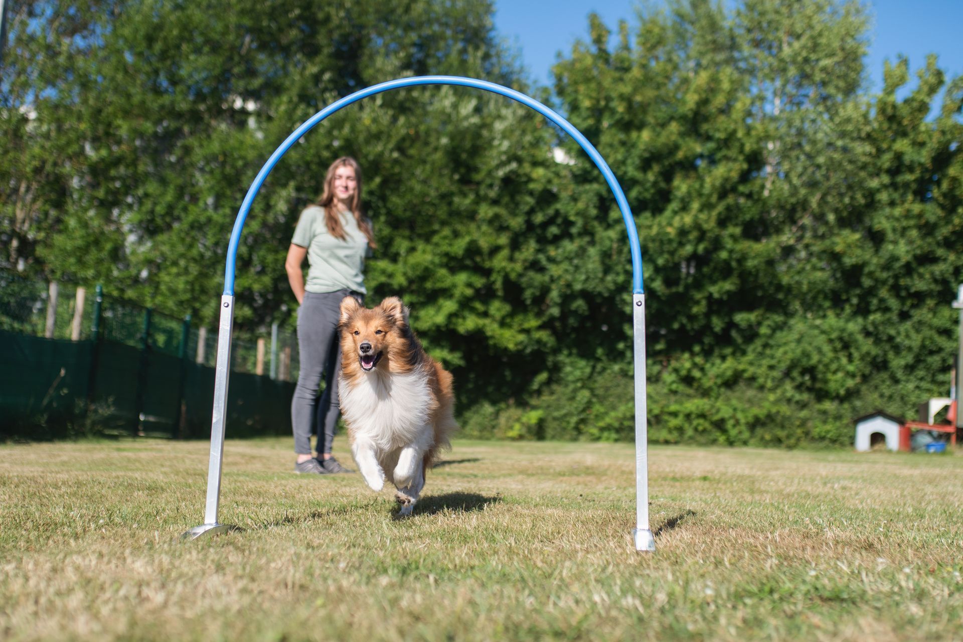 Frau mit ihrem Hund im Hoopers Parcours, Hund rennt durch einen Hoop