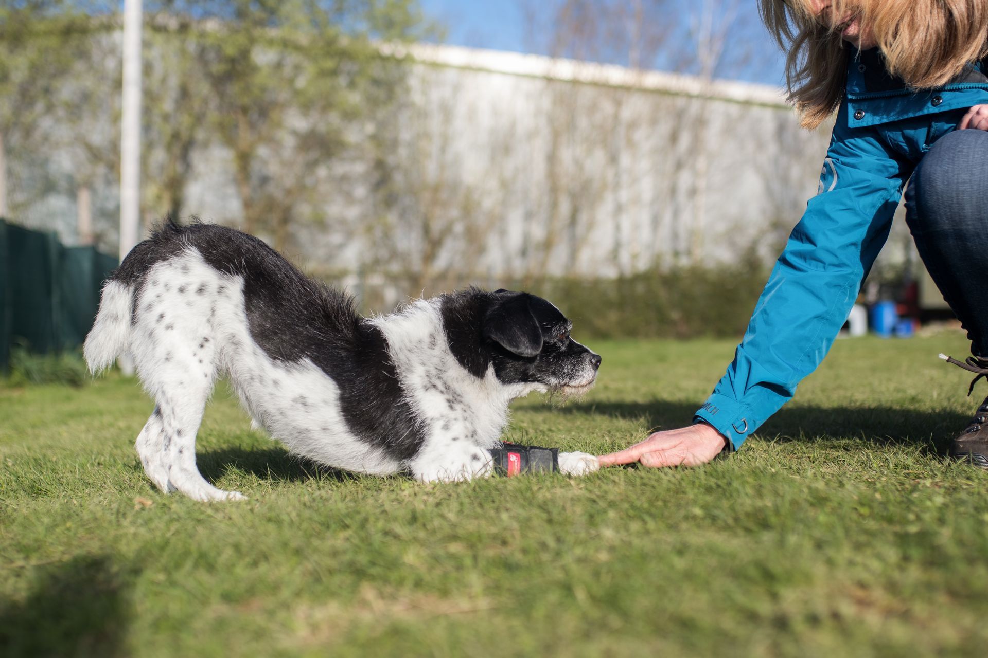 Frau mit ihrem Hund im Hoopers Parcours, Hund rennt durch einen Hoop