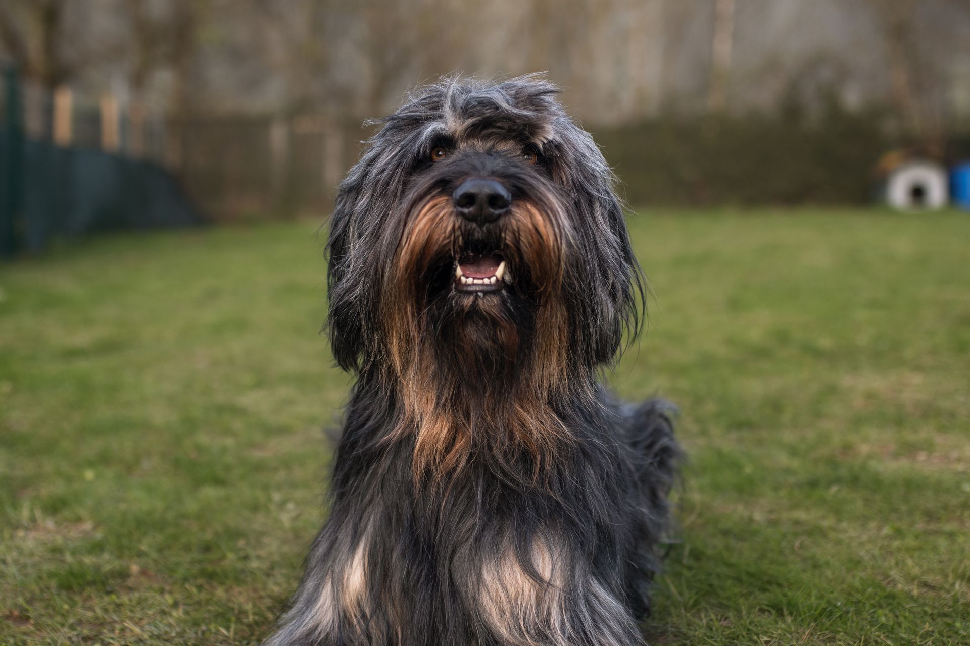 Hund mit langem Fell liegt auf Wiese und schaut in die Kamera