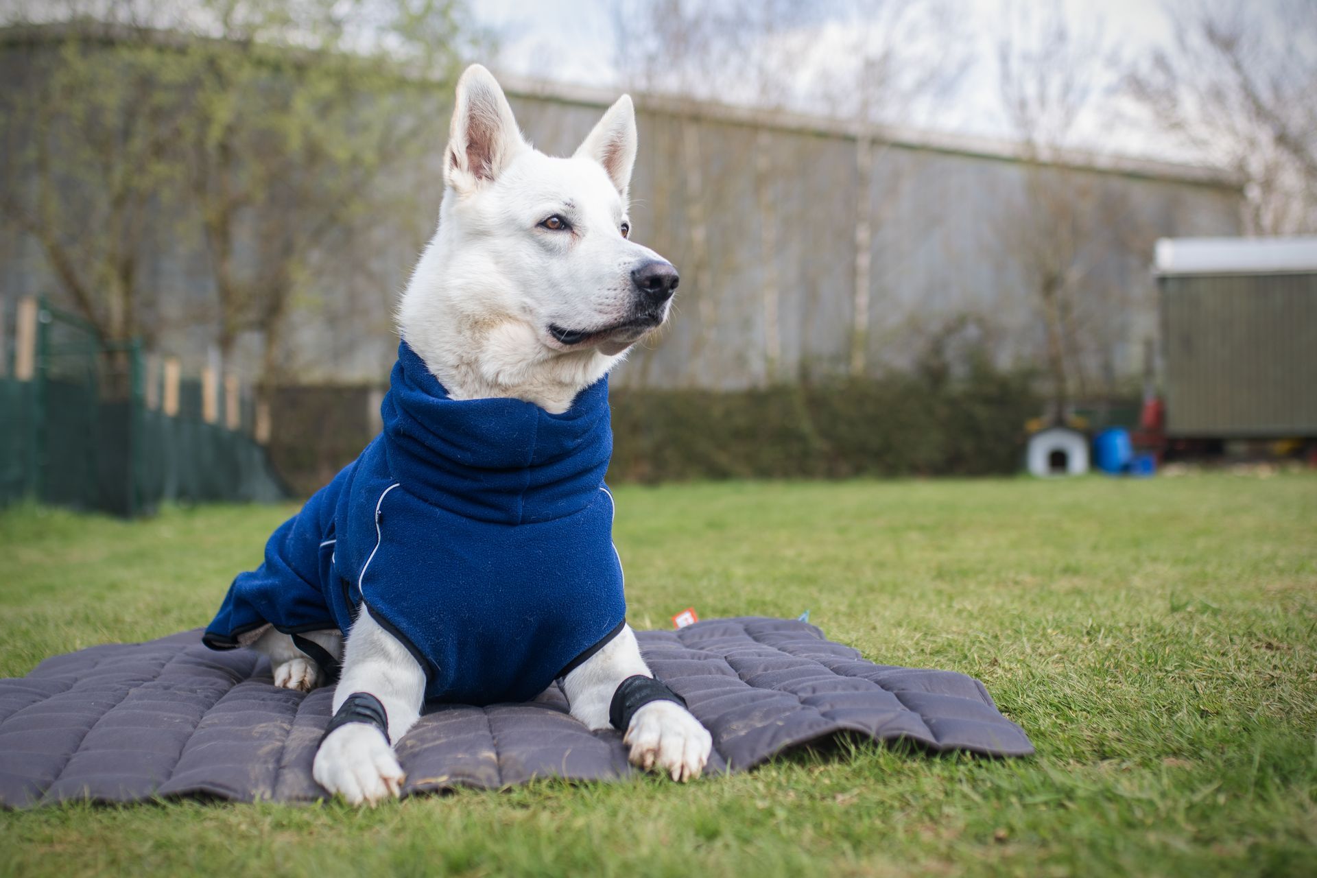 weißer Schäferhund Jimmy liegt auf einer Decke in der Wiese