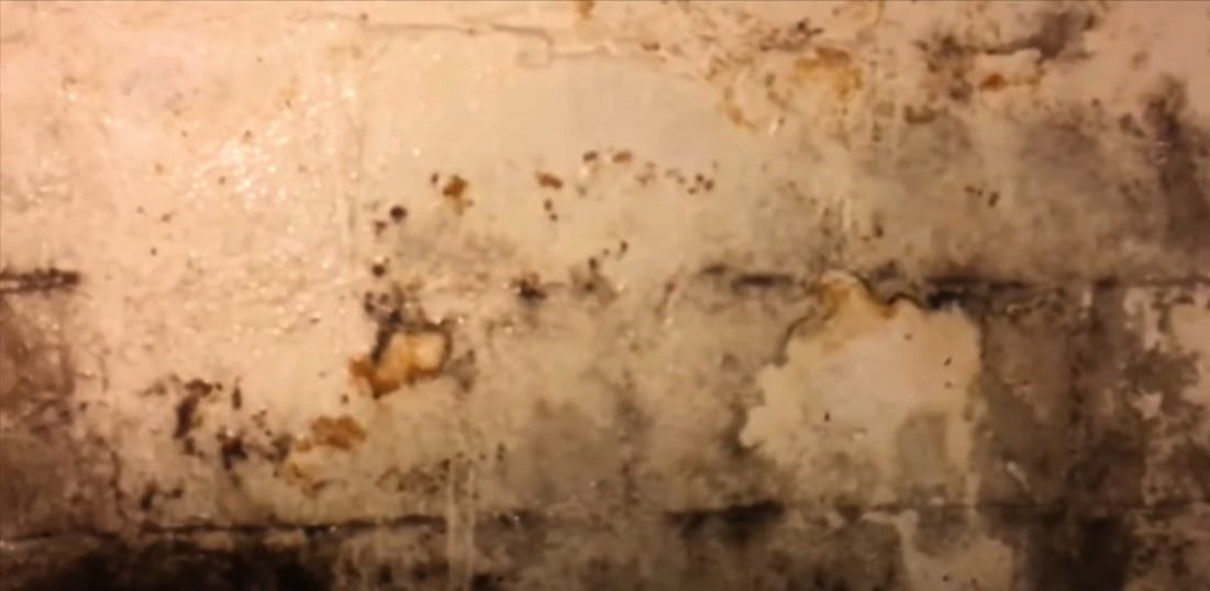 Wet and warm basement with mold growth