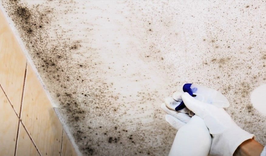 Hands in gloves cleaning mold from wall with spray bottle.