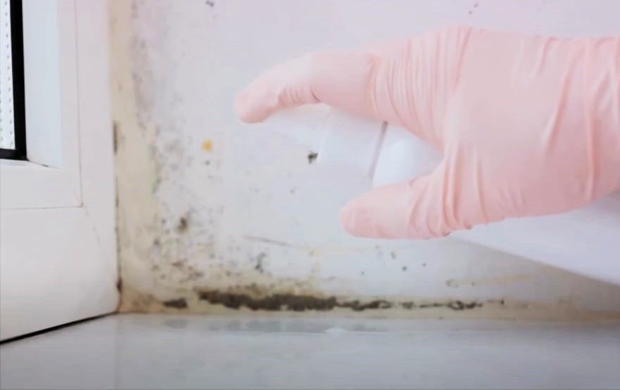 Pink-gloved hand pointing to mold on wall, a home maintenance issue.