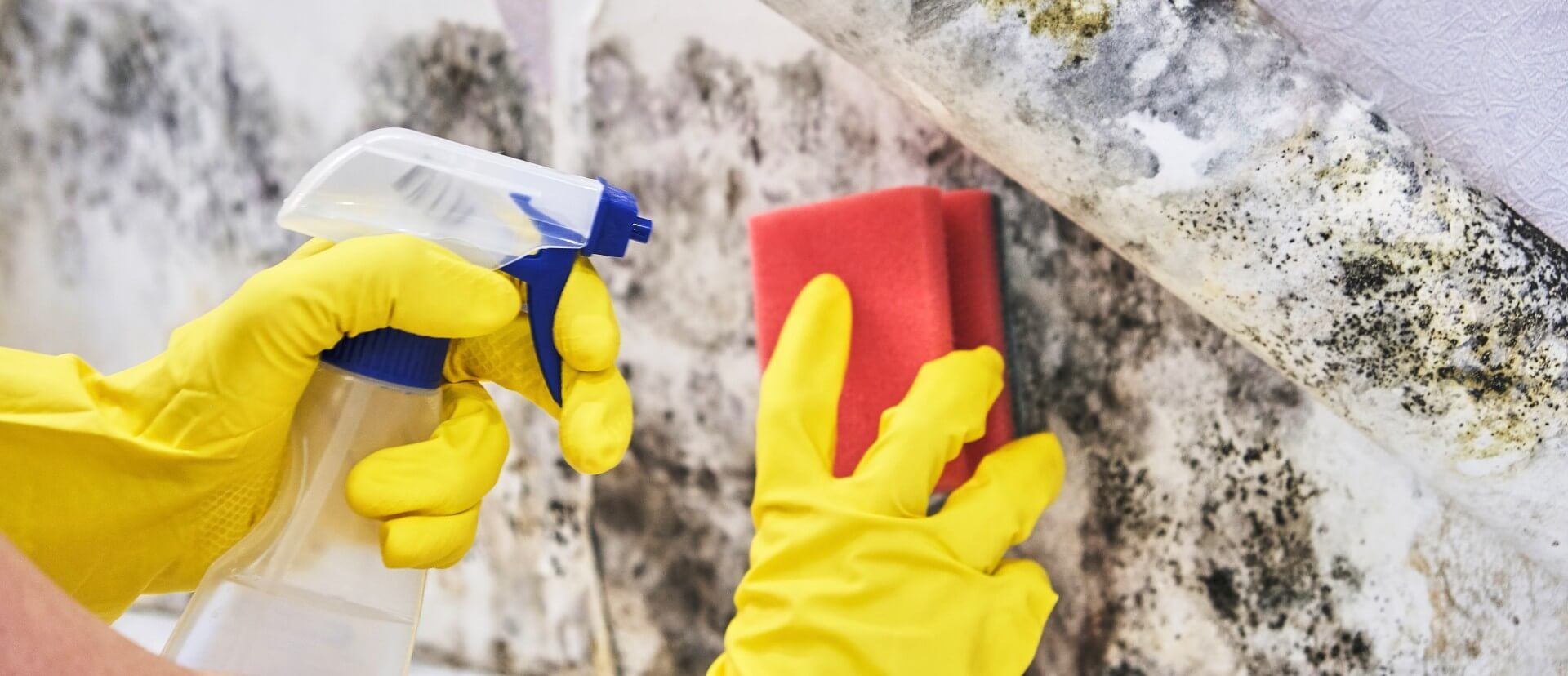 Cleaner wears yellow rubber gloves to protect their hands while spraying a cleaning agent and scrubbing mold on a surface