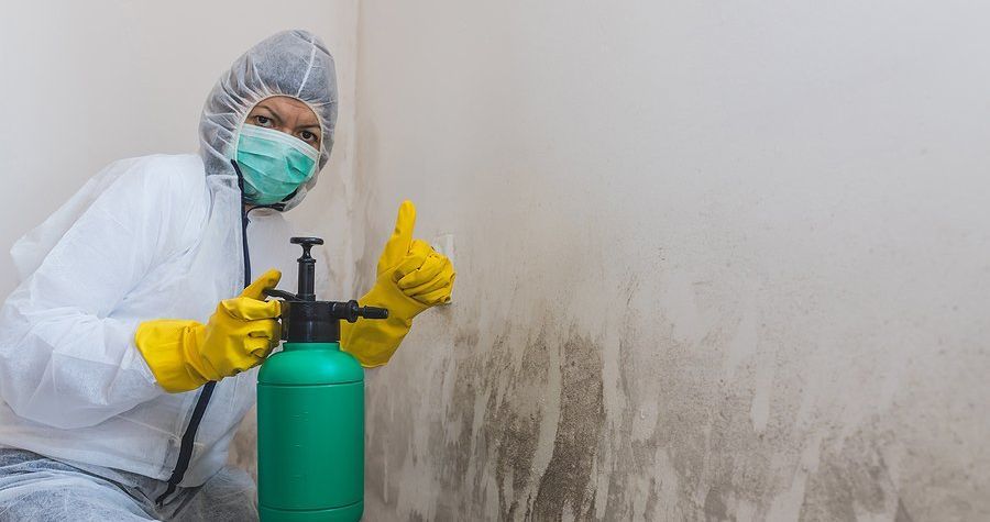 mold removal specialist remediates mold from home