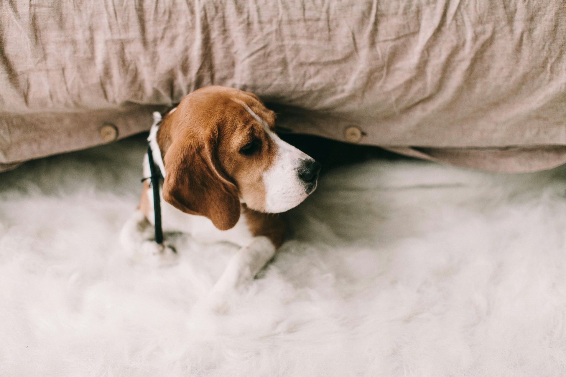 Beagle dog under bed, looking thoughtful on white rug