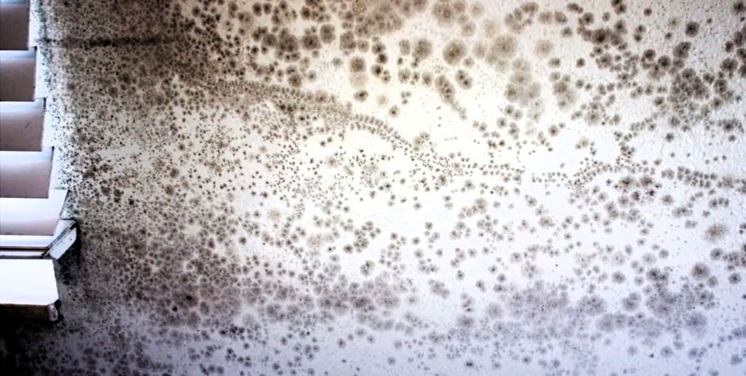 Photo of mold growth on the interior walls of a house