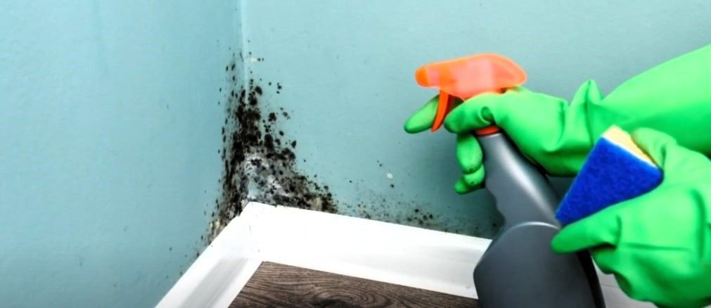 Hands in gloves cleaning mold from wall corner with spray bottle and sponge.