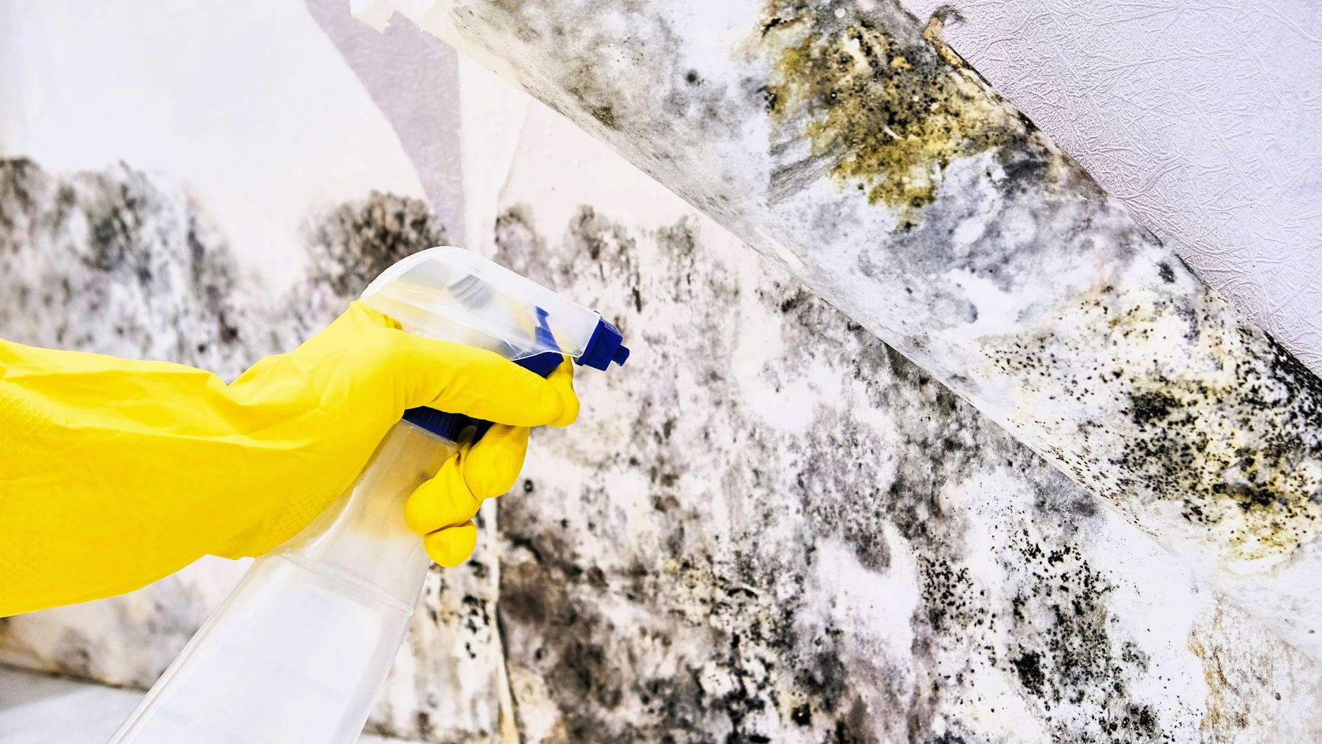 Close-up of a hand cleaning mold from a basement wall