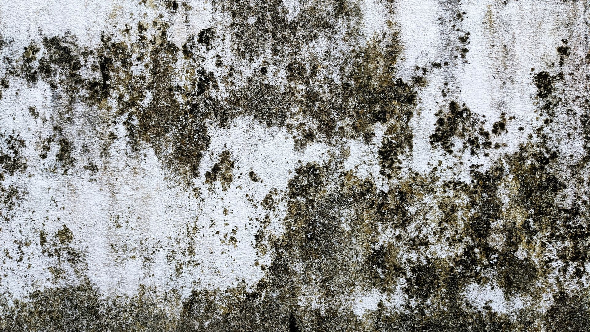 Close-up of a wall showing mold patches and moisture damage